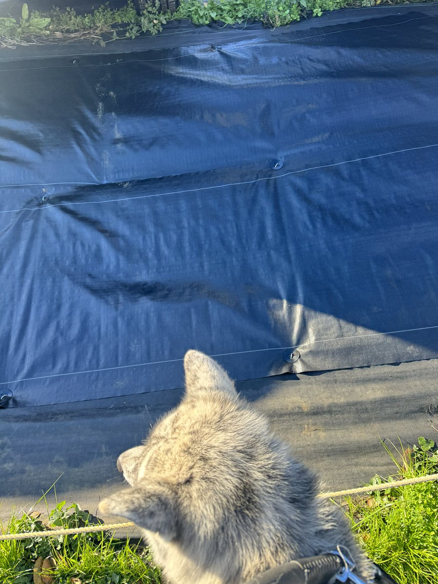 akitainuginmaru's tweet photo. 急に寒くなってきた横浜。
毎朝車の窓は凍ってるし、霜も降りてきた。
そんな中、車両置き場のクルマに向かって足跡🐾が！
冬はクルマの下やボンネットの中に猫が入り込んでいる事が多いので、猫バンバンしてからエンジン掛けてね！

#秋田犬 #虎毛 #akitainu #puppy #silverbrindle #brindleakita https://t.co/ec7JbI7OIg