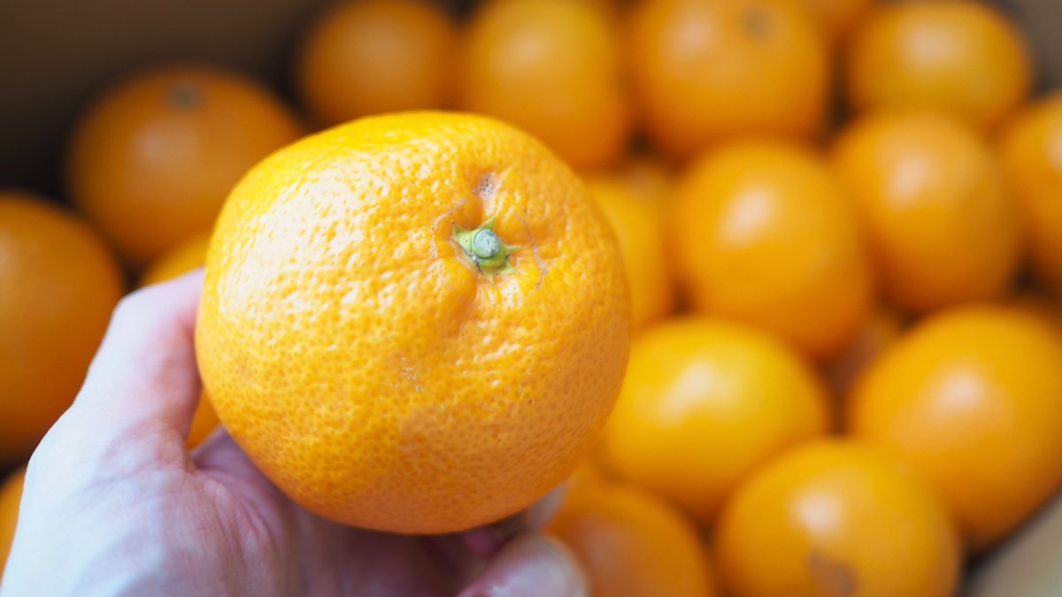 急に白髪や抜け毛が増えた、イライラ、頭皮に赤み・かゆみ、お腹にガス溜まりやすいなら、みかんの香りをクンクン嗅いで！→これって実はストレスサイン…爽やかな香りは、ストレスによる気の滞りを改善。抜け毛改善にも◎香りからも効能を貰って、慌ただしい年末年始を快適に過ごしましょうね🍊