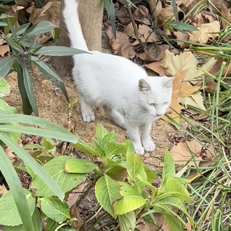 _Shiratori（野人） tweet media