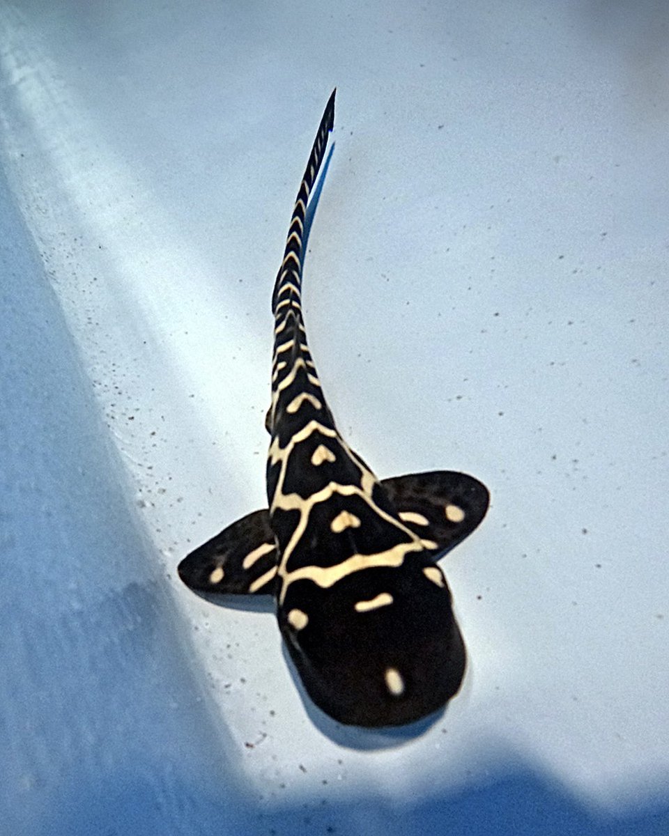 resharkorg's tweet photo. Meet our newest pup Buddy! 👋🏼 She hatched on 18 Nov &amp; now joins Marshal at the @papua_diving RARCC nursery &amp; has been feeding &amp; growing well. 

Find out more about each zebra #shark that’s been bred &amp; released as part of the #StARProject on our website: https://t.co/VnDGMvqaxy. https://t.co/MKhg2jgDUr