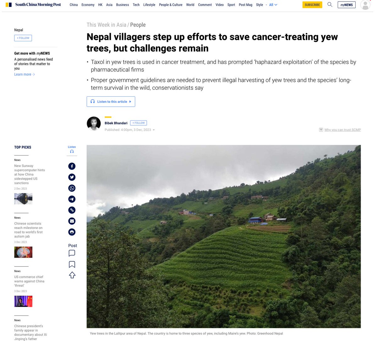 Our wild yew tree conservation work is featured by @SCMPNews @bibekbhandari. LINK - scmp.com/week-asia/peop… This initiative is supported by @CLPawards @EDGEofExistence with advisory support of @orchiddelirium @verissimodiogo #taxling
