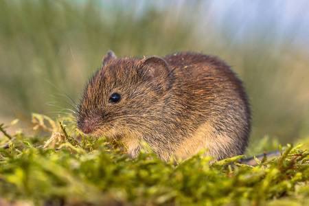 webthree_1's tweet image. 一只被遗忘的鼠—vole

鼠王#rats 当前市值9100万$
小鼠#mice 当前市值1000万$
作为鼠后的#vole未来市值是……

我先保守预测1000万$
#rats #mice #brc20