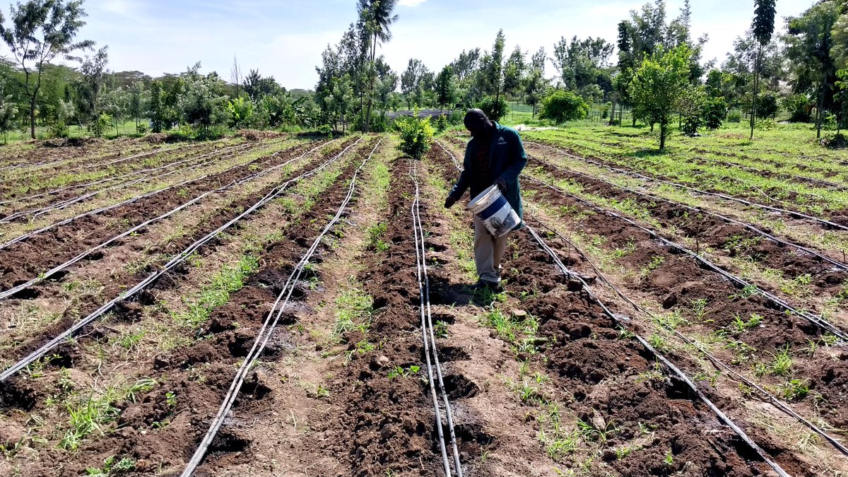 AYEDOSGROUPLTD's tweet photo. At Jole's Farm - Athi River during the plantation of tomatoes using HUMUSON Complex Powder and variation with other fertilizers.
#HumusonComplex #Humuson https://t.co/kFqxjzPa8r
