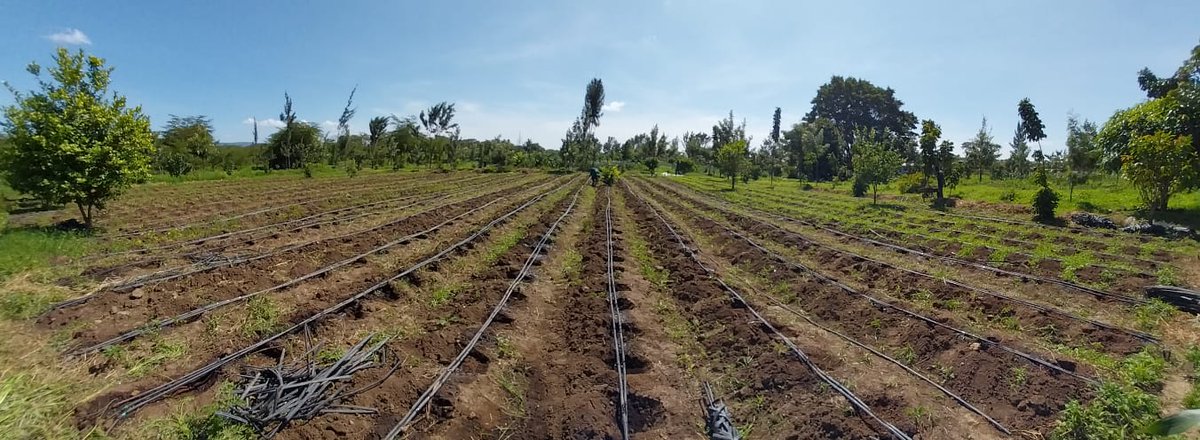 AYEDOSGROUPLTD's tweet photo. At Jole's Farm - Athi River during the plantation of tomatoes using HUMUSON Complex Powder and variation with other fertilizers.
#HumusonComplex #Humuson https://t.co/kFqxjzPa8r