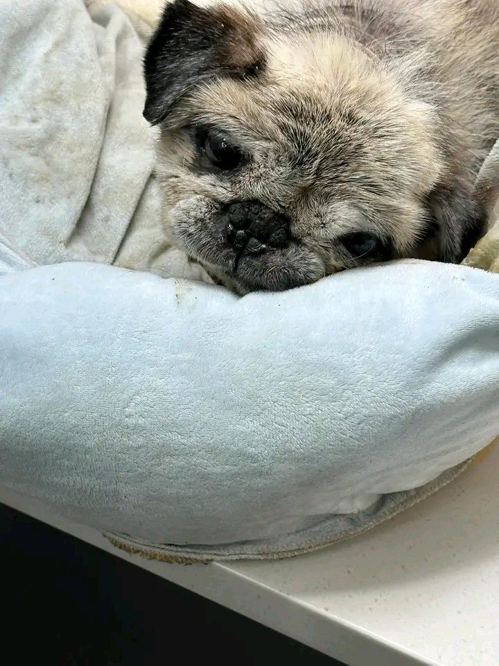 pugmafiya tweet media