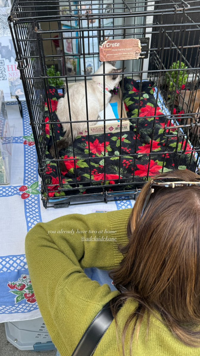 Adelaide Kane News tweet media