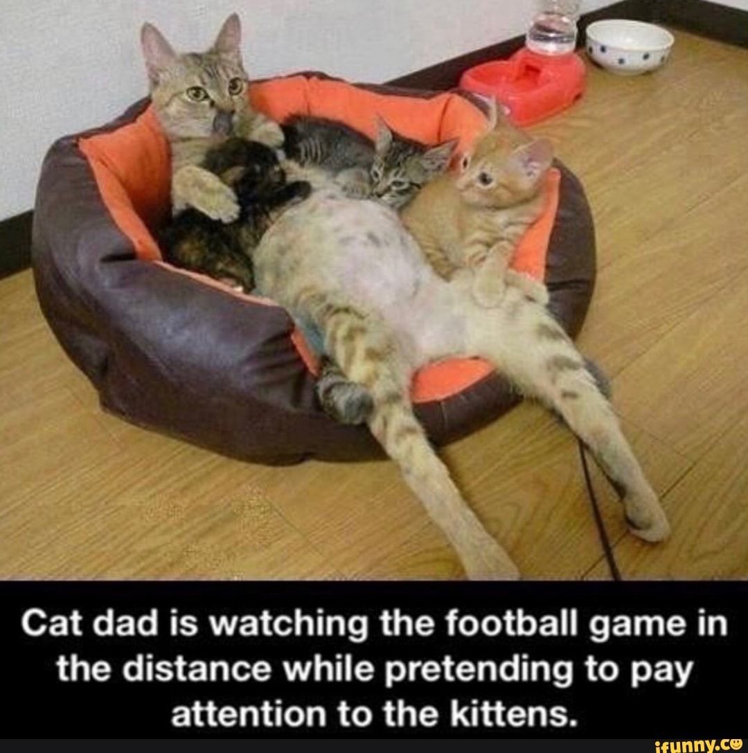 #NFL #FootballSunday #Highlights #AdoptDontShop