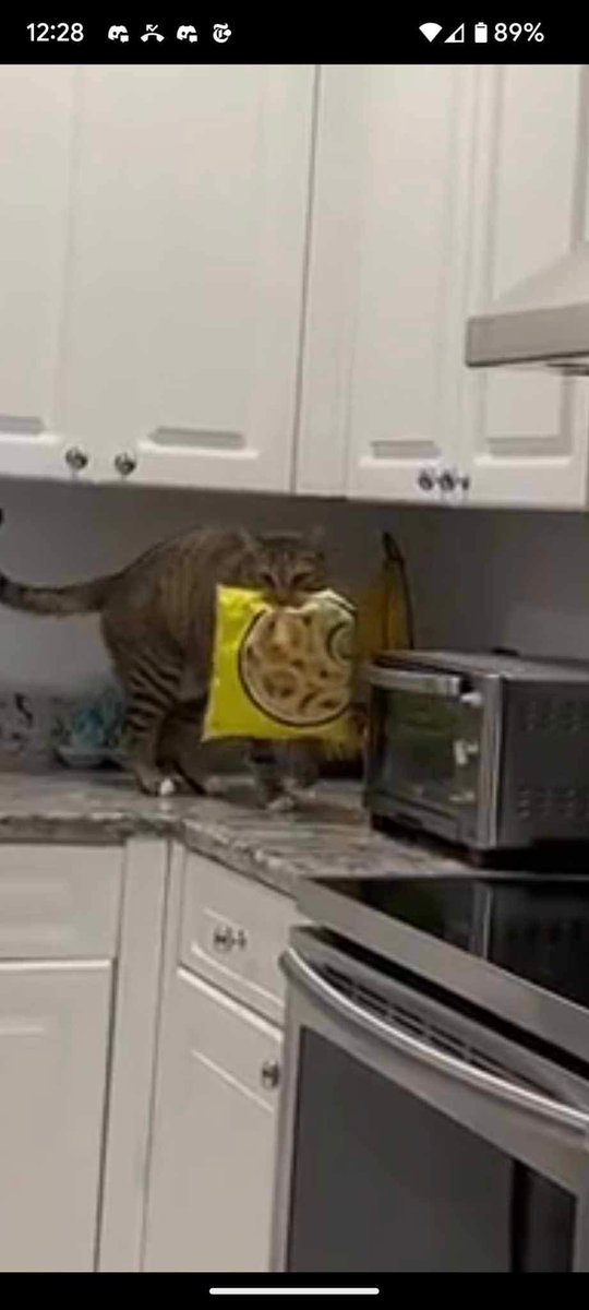 no humans cat indoors kitchen sink timestamp washing machine  illustration images