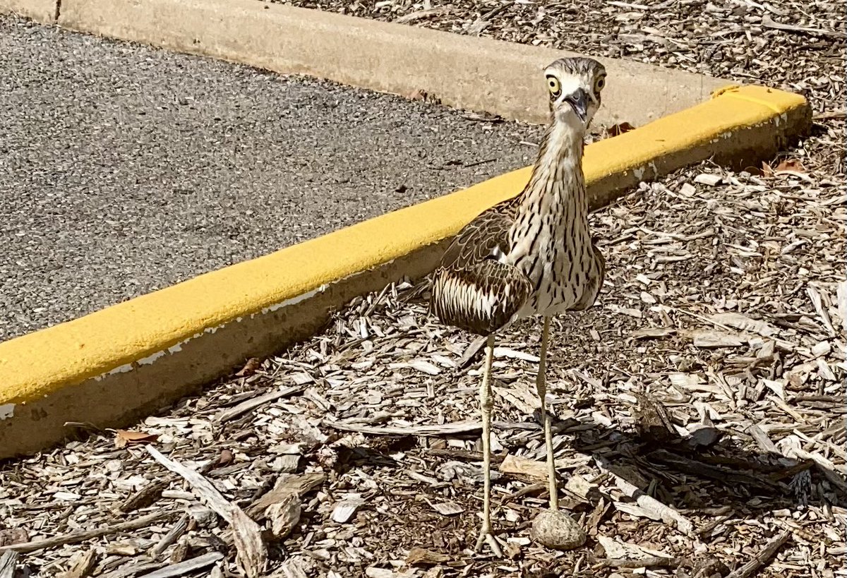 Supreme Court users in Darwin should be mindful that a Bush Stone-Curlew has laid an egg near the entrance  of the court. Mother curlews can be pretty protective of their eggs so keep a look out for it.