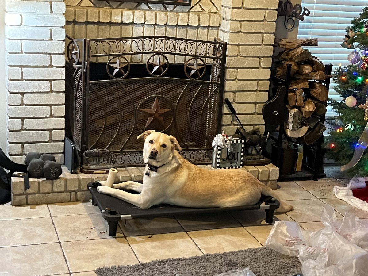 We were putting a new bed frame together &amp; Sonny (who I should mention is my son’s dog) grabbed a piece of firewood. Then a Christmas ornament. Idk. I feel like I’m going to be a fantastic grandmother bc I gave him a dog chew in exchange. 😂❤️
