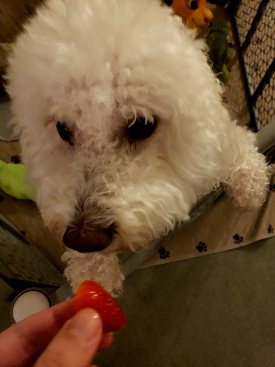 SonOfABichon's tweet photo. Mommy and daddy just gibbed me's sumfing dey called sawbewwies. Dem is dewishiss
#dogsoftwitter #dogs #nummies https://t.co/55WRgMZLLj