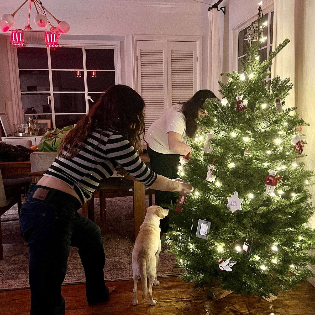 TheFandelier's tweet photo. It’s that time of year,
for the tree and #Fandelier.
The air is clean,
it smells like alpha-pinene.
And George is making a mental map
for future snacks.
Happy Holidays! (Menorah will be added this Thursday.) https://t.co/g0vt3my9bT