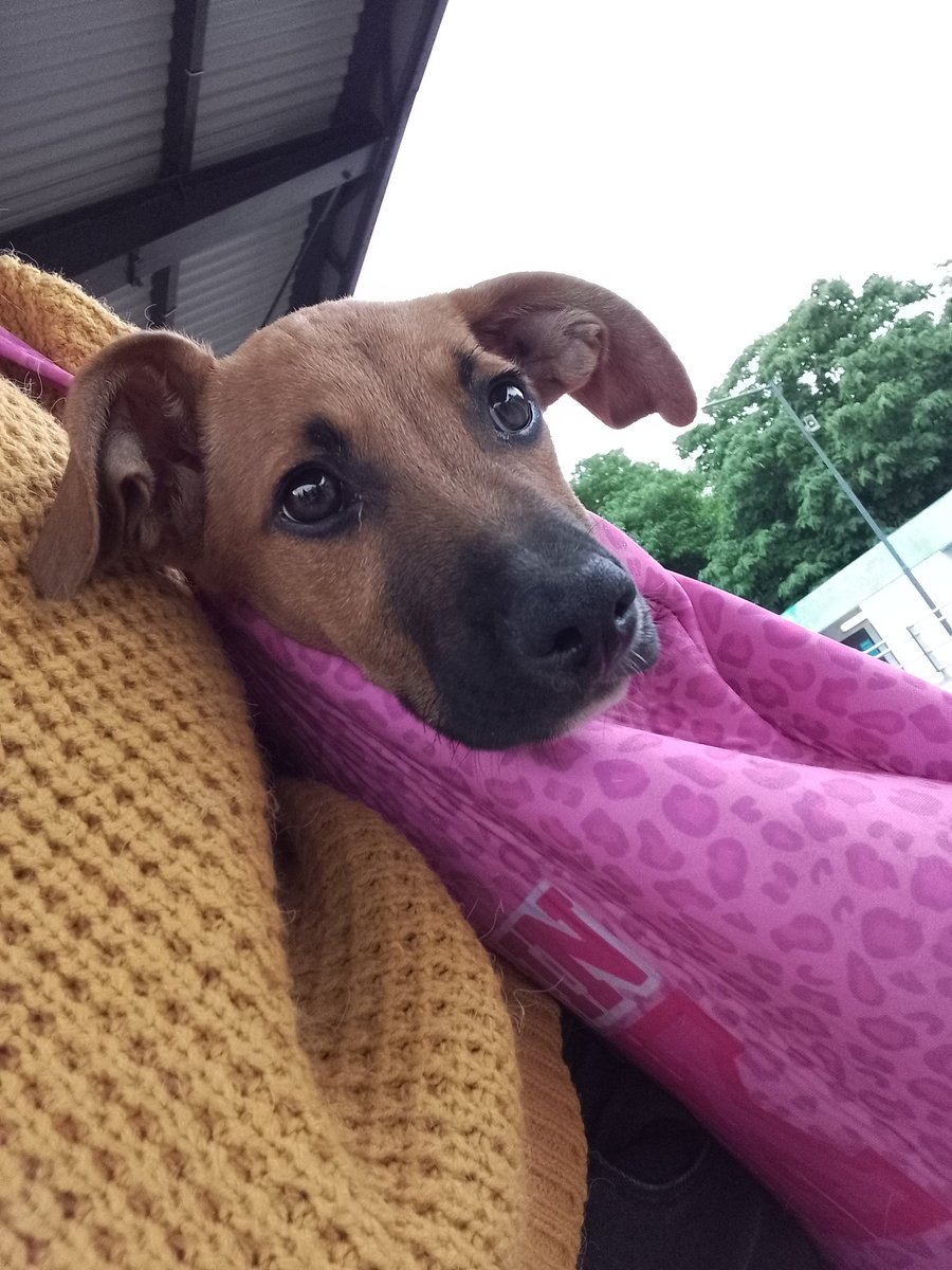 Porfis ayúdenme a difundir. Estoy pasando por una situación económica grave, y mí cachorro está mal. Hoy lo llevé a la veterinaria gastando los últimos 20.000 que me quedaban hasta cobrar, y mañana tengo que llevarlo otra vez. Si dan RT me ayudarían muchísimo. Ahí está mí cvu