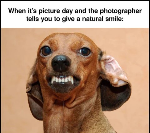 RedditMemenator's tweet photo. It's still a smile doggy so it's fine #memes #memesdaily https://t.co/ED8oB4YRQz
