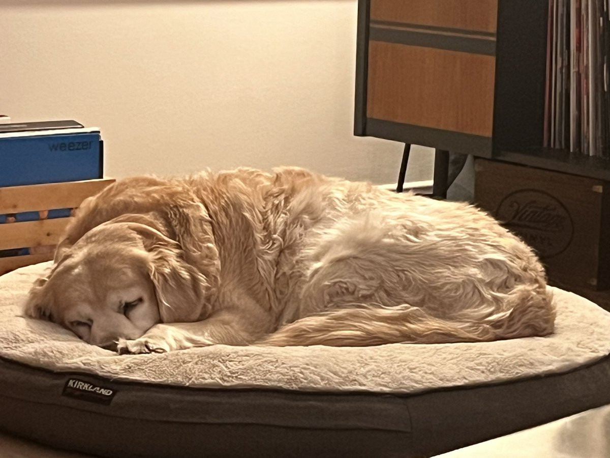 So tired after a long hike today #goldensofx #dogsofx #GoldenRetrievers #goldens #dogs