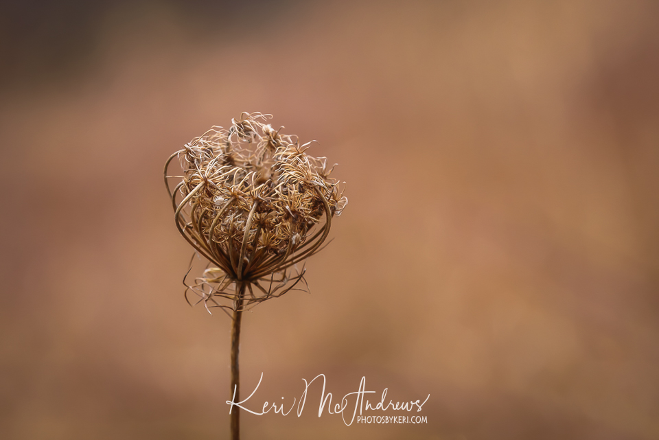 PhotosByKeri's tweet photo. #Sleeping #Queen - 12/2/23
#2023Project52 - #Week48
It’s been a #busy week so something #simple works for me. #QueenAnnesLace, all closed up for the #season, sure looks like it’s sleeping, especially with the #melancholy background. #nhwx #nikon 
https://t.co/6wv0x2lBUl https://t.co/N3OhwEbPly