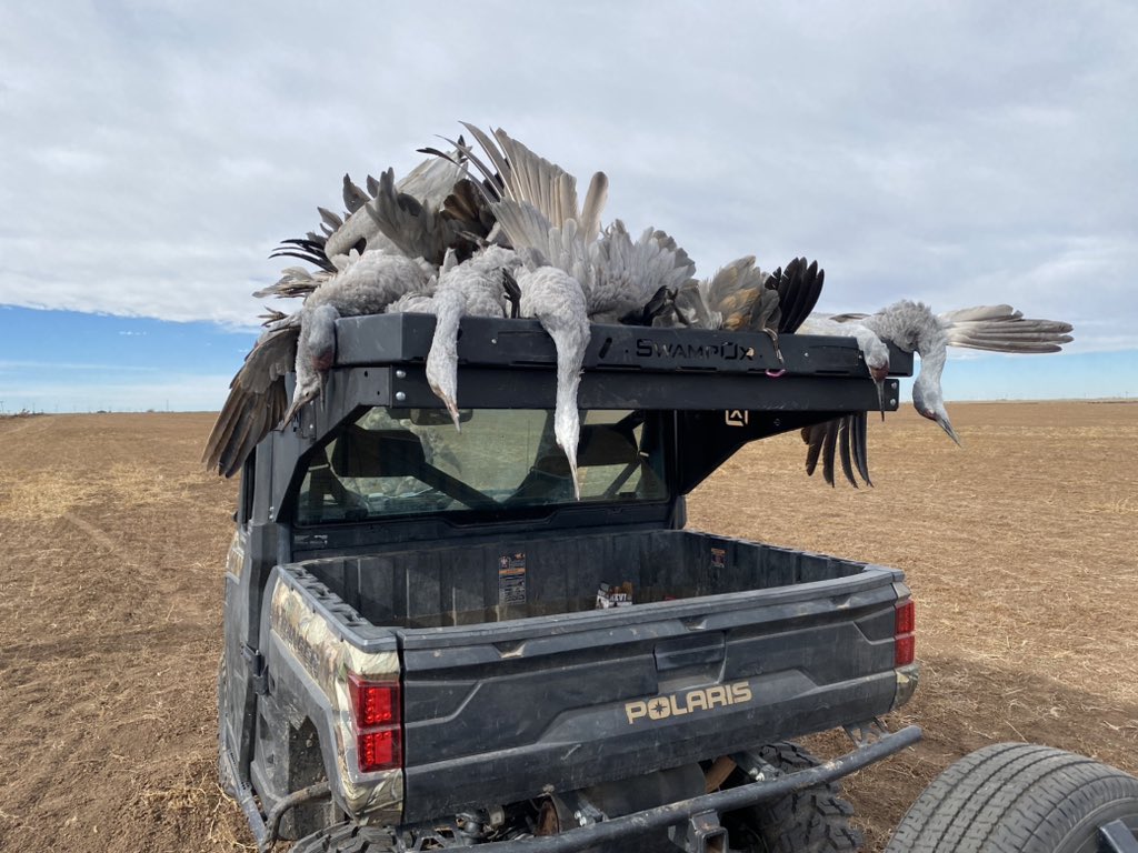RyanC6625's tweet photo. Had a great weekend hunting with Prairie Bomb Outfitters. If you are looking for a great Sandhill Crane or goose hunt in the Amarillo TX area, check them out. #SandhillCrane #SwampOx #waterfowl #PrairieBomboutfitters https://t.co/MAcXFTZe5J