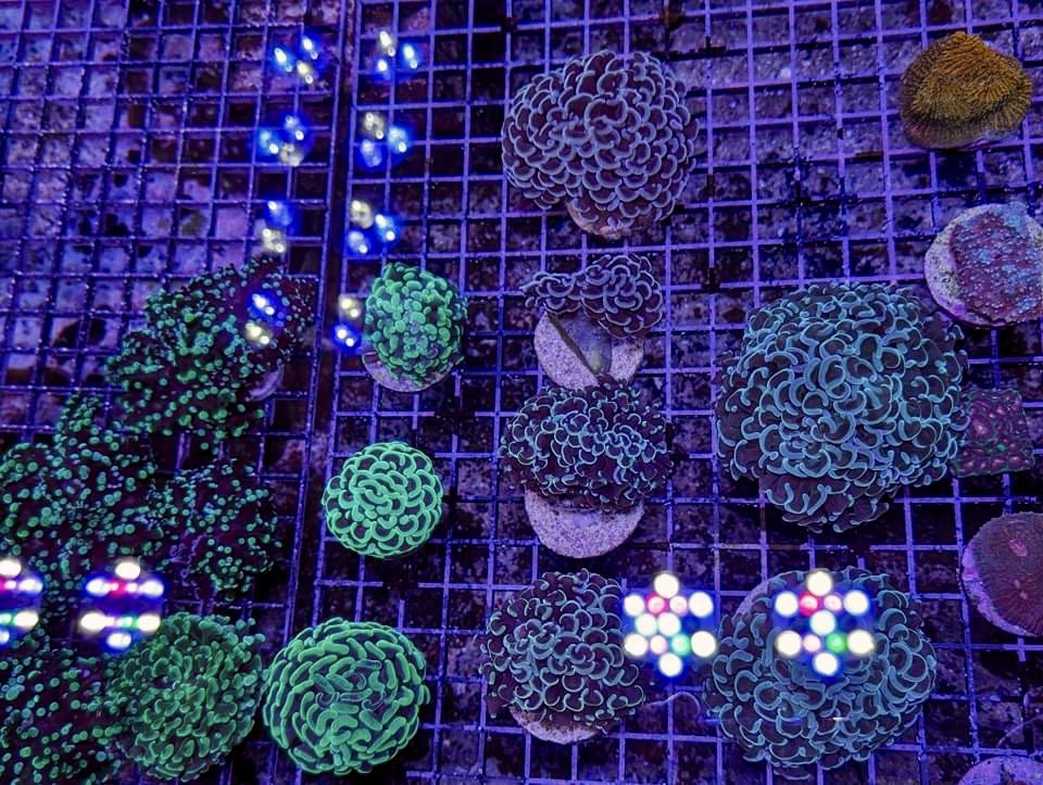 aqlaquarium's tweet image. Today is a great day for some LPS Love!

Beautiful marine animals and corals are always available at 
Aqua Life Aquarium 
4505 Granite Dr 
Rocklin Calif 
(916)652-0548 
#FishTanks #reeftanksofinstagram# #reefaquarium #coralfrags #allmymoneygoestocoral #reefaddict