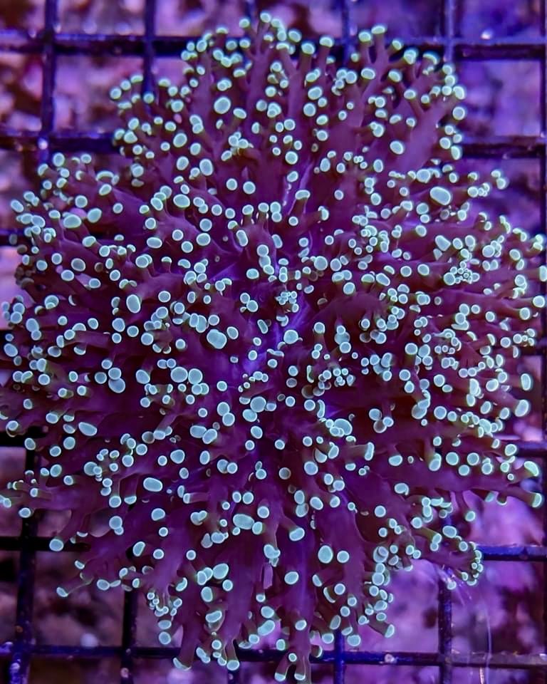 aqlaquarium's tweet image. Today is a great day for some LPS Love!

Beautiful marine animals and corals are always available at 
Aqua Life Aquarium 
4505 Granite Dr 
Rocklin Calif 
(916)652-0548 
#FishTanks #reeftanksofinstagram# #reefaquarium #coralfrags #allmymoneygoestocoral #reefaddict