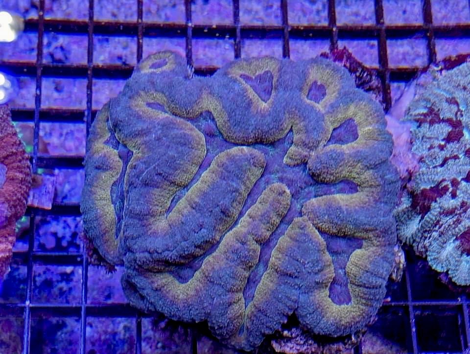 aqlaquarium's tweet image. Today is a great day for some LPS Love!

Beautiful marine animals and corals are always available at 
Aqua Life Aquarium 
4505 Granite Dr 
Rocklin Calif 
(916)652-0548 
#FishTanks #reeftanksofinstagram# #reefaquarium #coralfrags #allmymoneygoestocoral #reefaddict