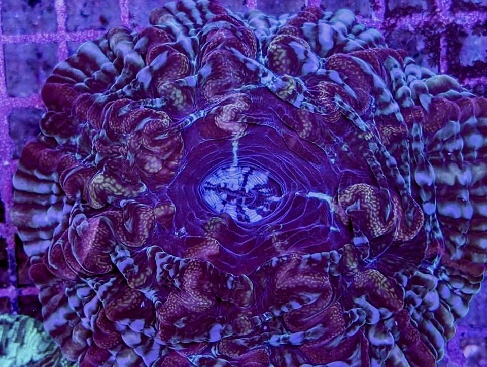 aqlaquarium's tweet image. Today is a great day for some LPS Love!

Beautiful marine animals and corals are always available at 
Aqua Life Aquarium 
4505 Granite Dr 
Rocklin Calif 
(916)652-0548 
#FishTanks #reeftanksofinstagram# #reefaquarium #coralfrags #allmymoneygoestocoral #reefaddict