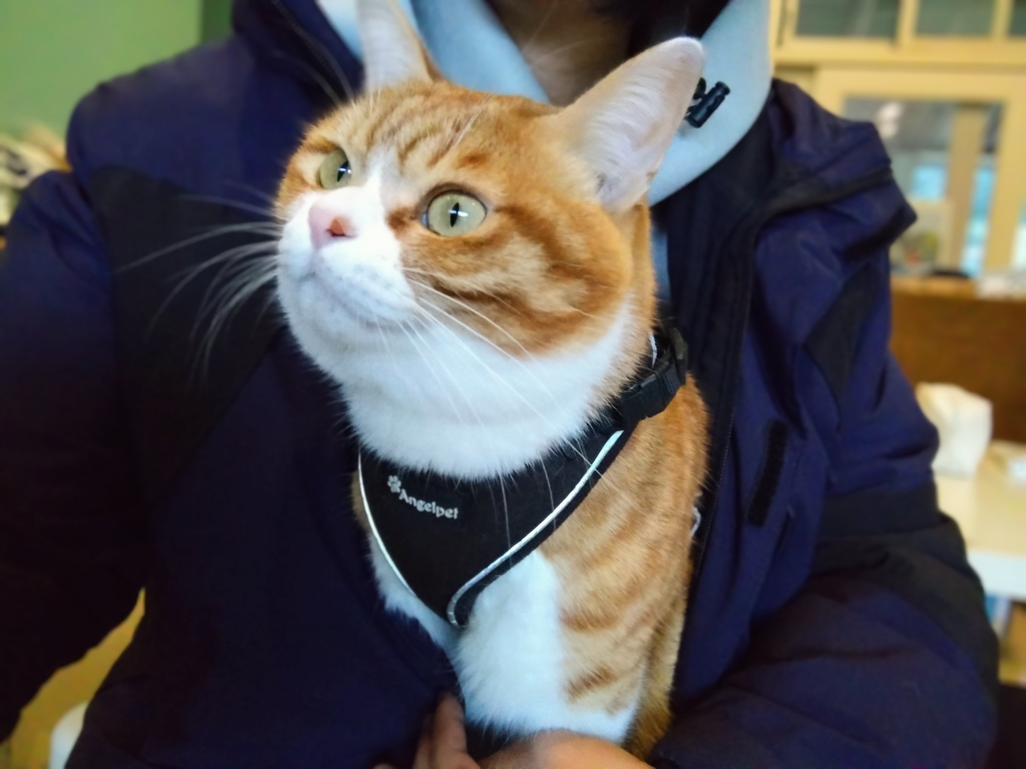 おちゃまるページ おちゃまる - Search / X