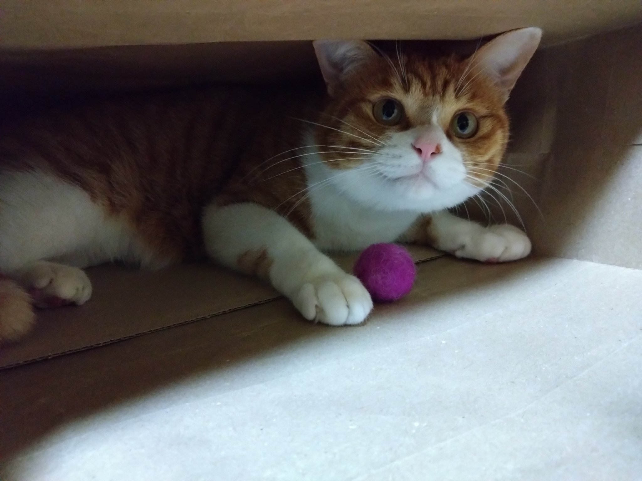 おちゃまるページ ぽち袋 おとし玉｜ぽち袋 運だめし 絵合わせ柄B(25676006