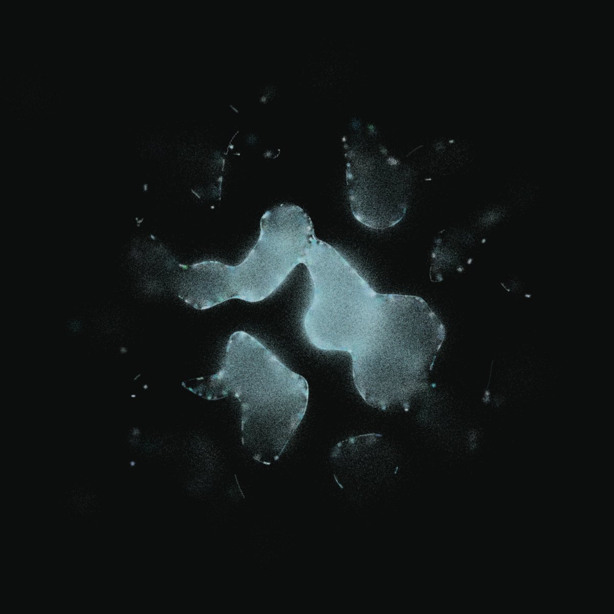 pseudoforest tweet media