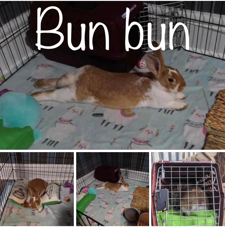 Bun bun
Female
Flemish
4 - 6 months old 
Not yet neutered 
Not yet Vaccinated for RHDV2

Bun bun is looking for a foster or foster to adopt home!! If your interested in fostering please send us a message!