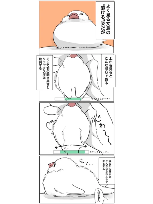 開いてくおててかわいい #文鳥 