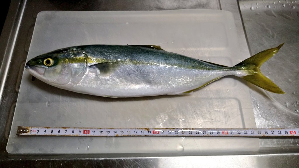 ATSUSHI@ニコニコお弁当キャンプ釣りおじさん tweet media