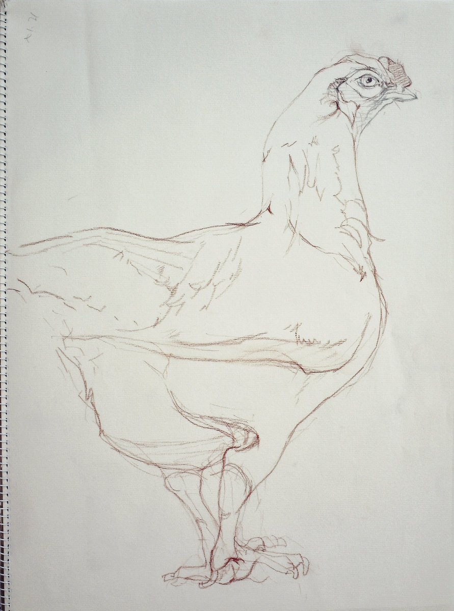 kyo_co_t's tweet photo. 🗒スケッチなど 取材について🗒65
動物を描く 鳥…❗️🦆⑦
なんともう12月…💦
マルマンクロッキー帳 F6 鉛筆 コンテ
ニワトリ
頭に体に stock一旦終了 のちに作品に
#art #croquis #sketch #鳥 #bird #ニワトリ #軍鶏 #hen #fightingcock https://t.co/bwm2czKU31