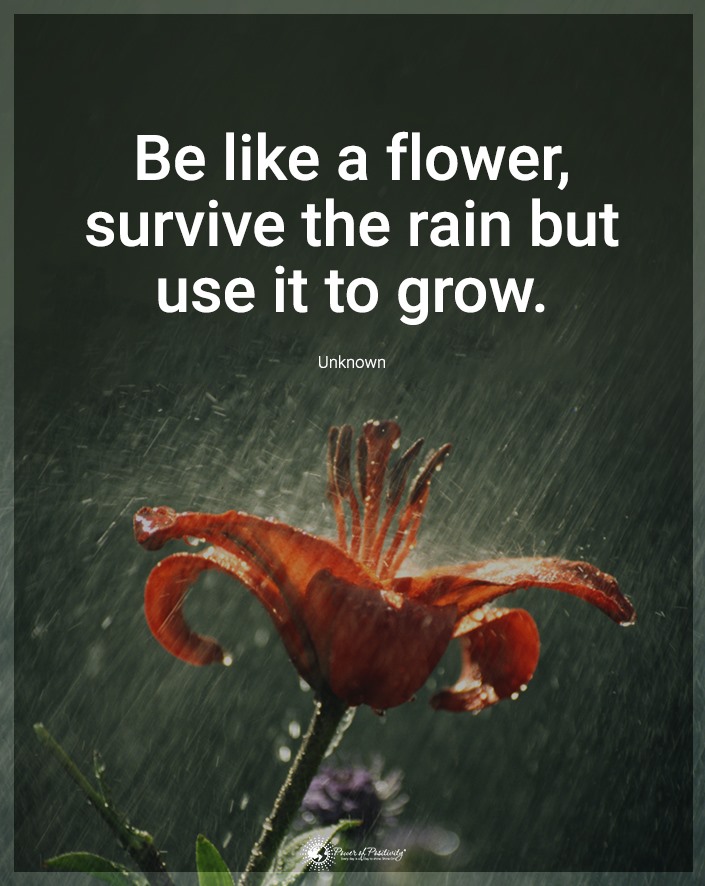 TrainingMindful's tweet image. “Be like a flower. Survive the rain but use it to grow.”