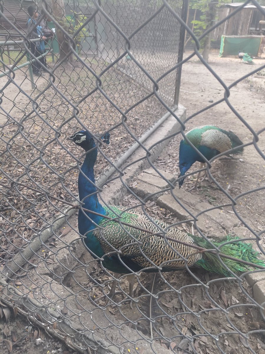 kvtatanagar's tweet image. Excursion trip to tata zoological park under Eco club by students of 6-8 of pmshri Kv Tatanagar today by our students #knowyourenvironment .

@KVS_HQ 
@EduMinOfIndia 
@KendriyaRanchi 
@DCEastSinghbhum 
@MinistryofEd