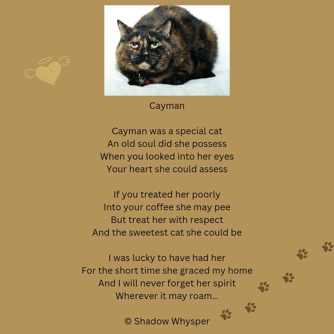 ShadowWhysper's tweet photo. Thinking of my special girl today..  💛🐾 #Cayman #Cats #Poetry #FurAngels https://t.co/VNJzfWyN2s