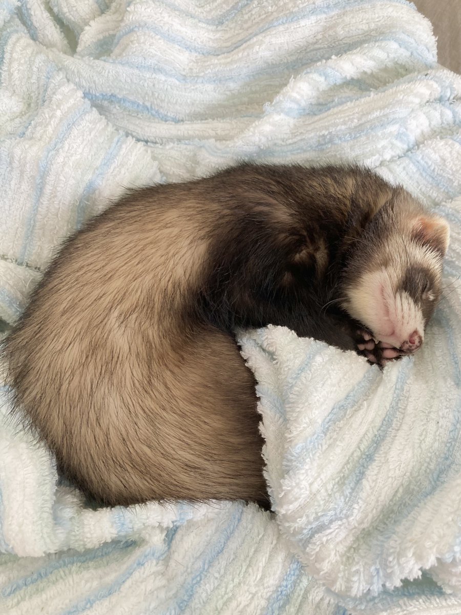 モフリーヌ tweet media