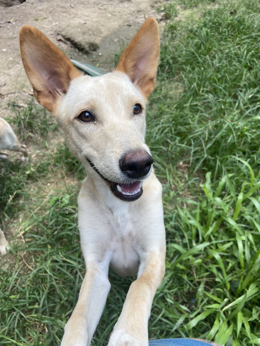 Wildlife Friends Foundation Thailand tweet media