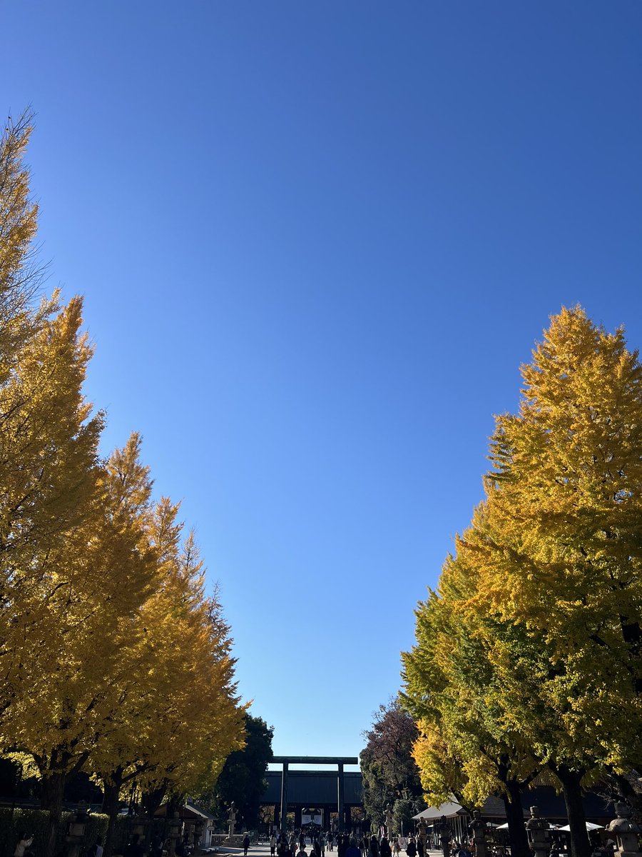 Joe_Anand's tweet photo. Few more of #GingkoBiloba trees
#StreetsOfGold
#Tokyo
#Fall2023 https://t.co/fZ0r2Io06M