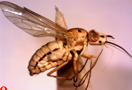 A new bee fly species of the genus Phthiria (#Diptera, Bombyliidae, Phthiriinae, Phthiriini) from the west of #Iran 
--This character has not been seen among the other species described from the Palaearctic Region.
mapress.com/zt/article/vie…
#Taxonomy #beeflies
