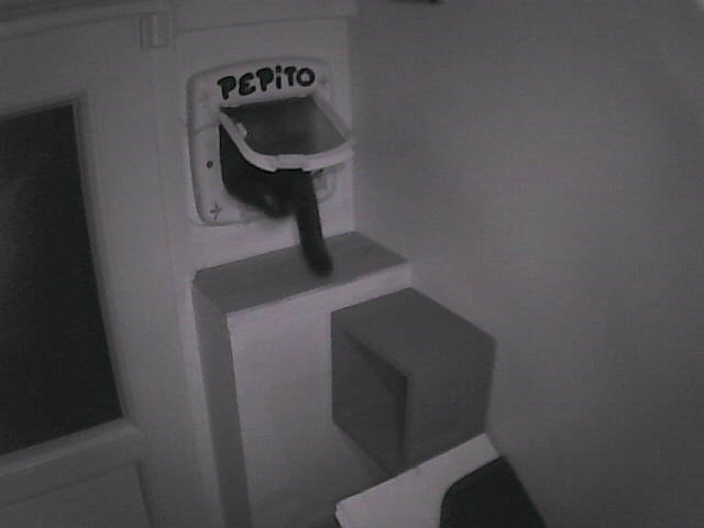 PepitoTheCat's tweet image. Pépito is back home (04:48:57)