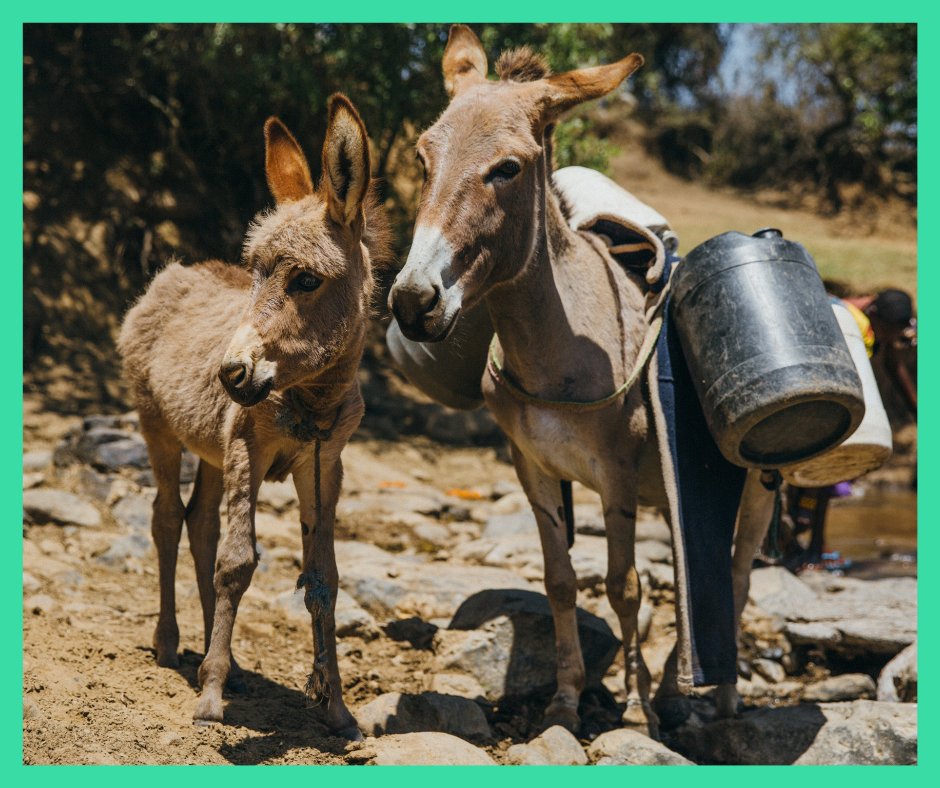 Giveacar's tweet photo. Give the greatest gift this Christmas. Help @thebrooke provide relief to millions of working horses and donkeys. Together we can bring hope to working animals.

#charityfocus #charity #donate #christmas #christmasadvent #notforprofit #4thdecember https://t.co/bdqeT0zuC6