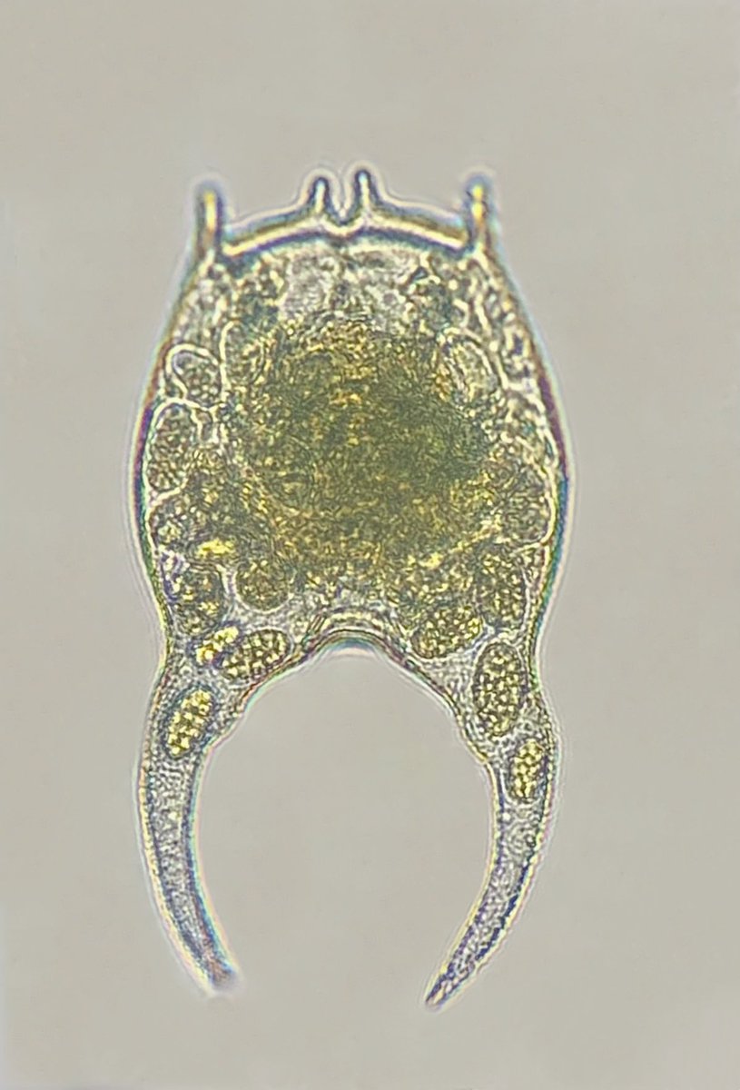 被腐生性或者寄生性的真菌（或者纤毛虫？）侵占的剪形臂尾轮虫，因为很猎奇所以想发出来