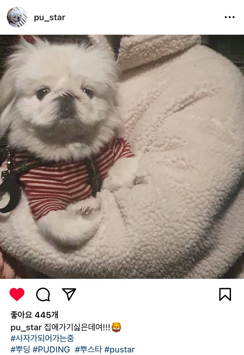hi_saeon's tweet photo. 211203 pu_star 행복한 뿌스타그램
집에가기싫은데여!!!🦁
#사자가되어가는중
#뿌딩 #PUDING #뿌스타 #pustar
https://t.co/1Y4xIgZba2 https://t.co/NAi6k5TR5r