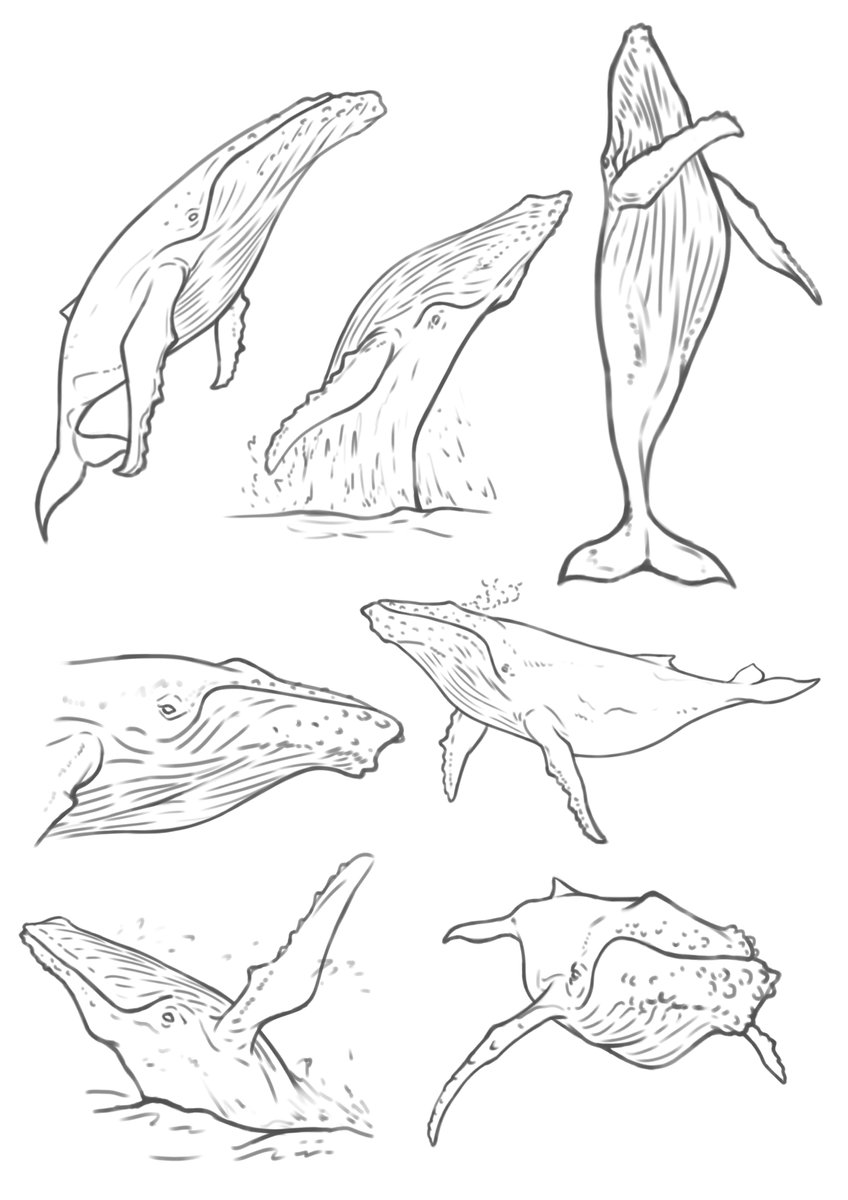 一週間スケッチまとめ83 ザトウクジラ 