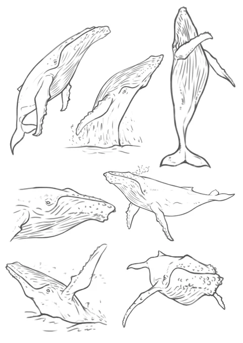 一週間スケッチまとめ83 ザトウクジラ 