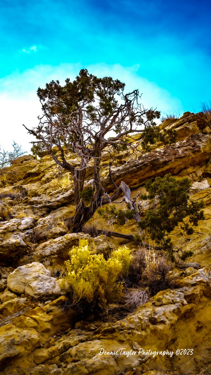 NewMexicoDrive's tweet photo. This is titled "Uphill Battle" taken at 35.49846417, -106.8414356 in beeeutiful #newmexico #treepictures #picturesofthesouthwest https://t.co/T7DNKD5Ibh