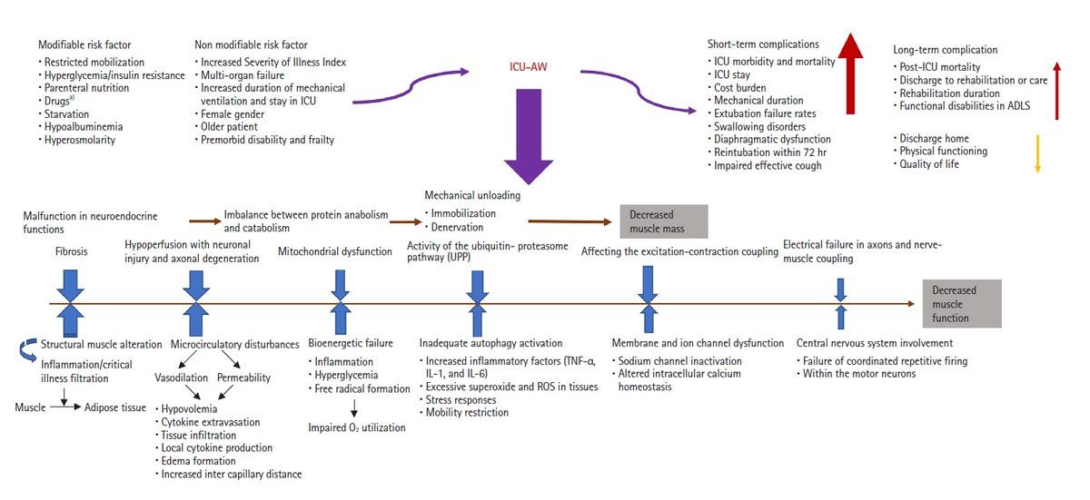 Early detection and assessment of intensive care unit-acquired weakness

CCR Journal Watch
criticalcarereviews.com/latest-evidenc…

Get the latest critical care literature every weekend via the CCR Newsletter - subscribe at criticalcarereviews.com/newsletters/su…