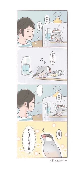 2号の飲食の仕方がわんぱくが過ぎて困る
#文鳥 
#4コマ漫画 