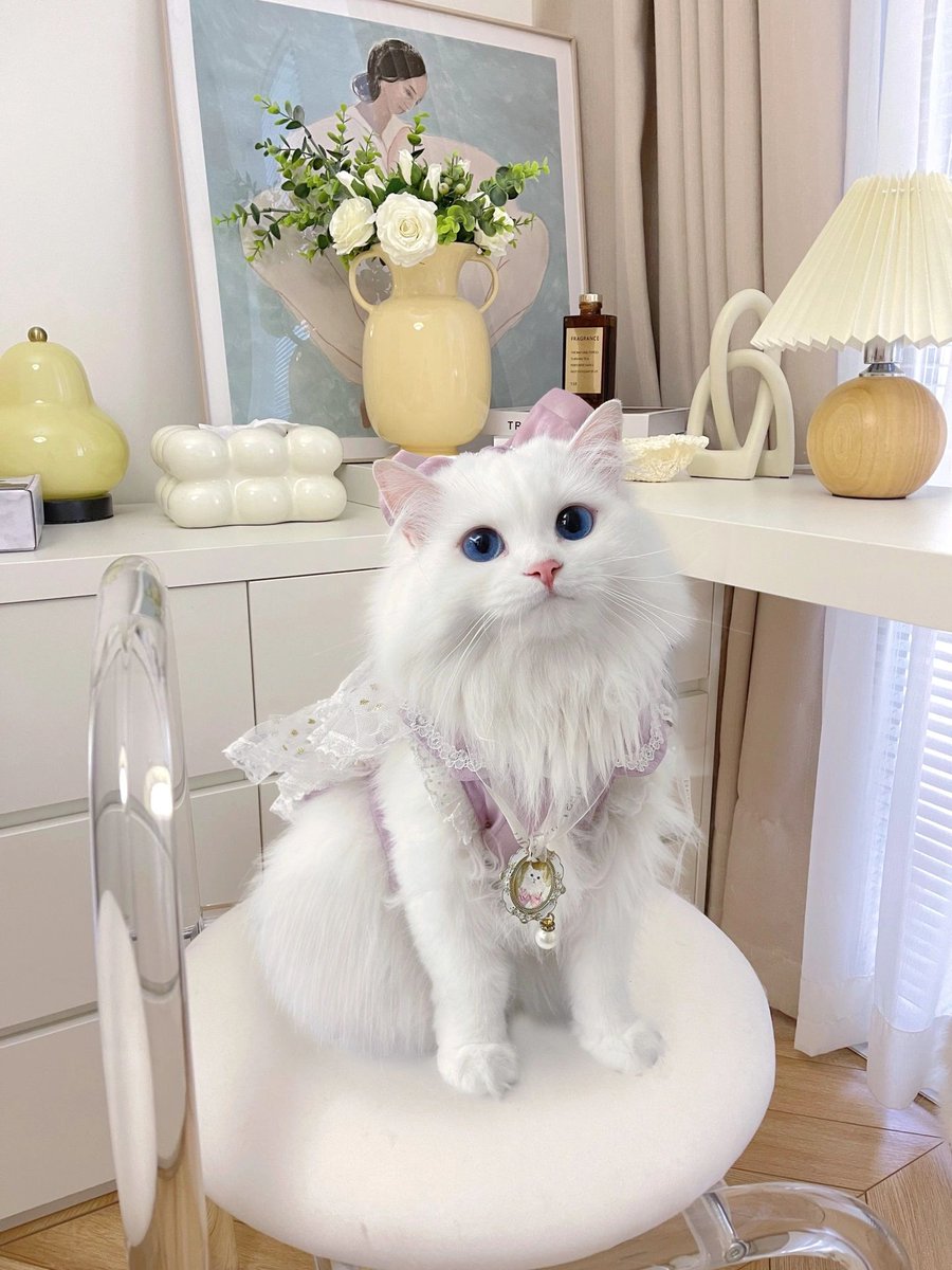 ジャスミン、会いたいよ