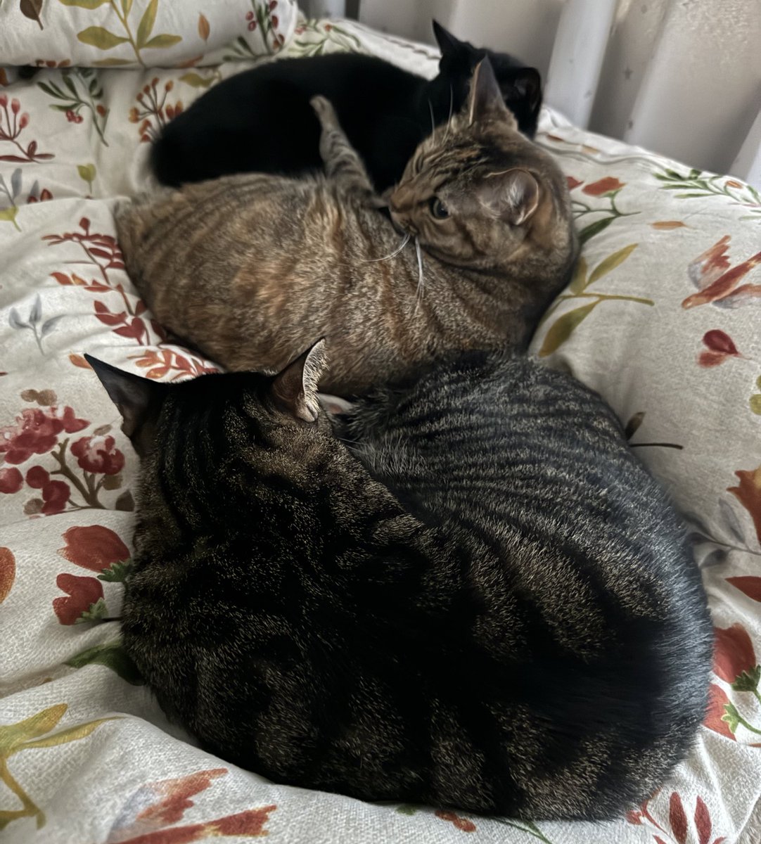 我が家の猫団子🐈🐈‍⬛🐈

#のあせなもな 
#猫好きさんと繋がりたい𓏲𓎨 
#猫がいる暮らし